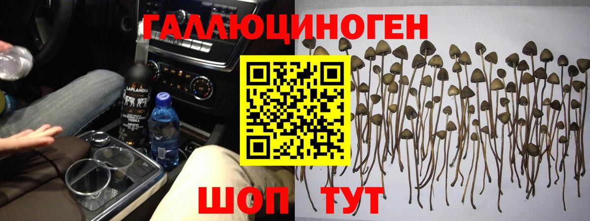 Псилоцибиновые грибы GOLDEN TEACHER  Вход с VPN  Бийск 